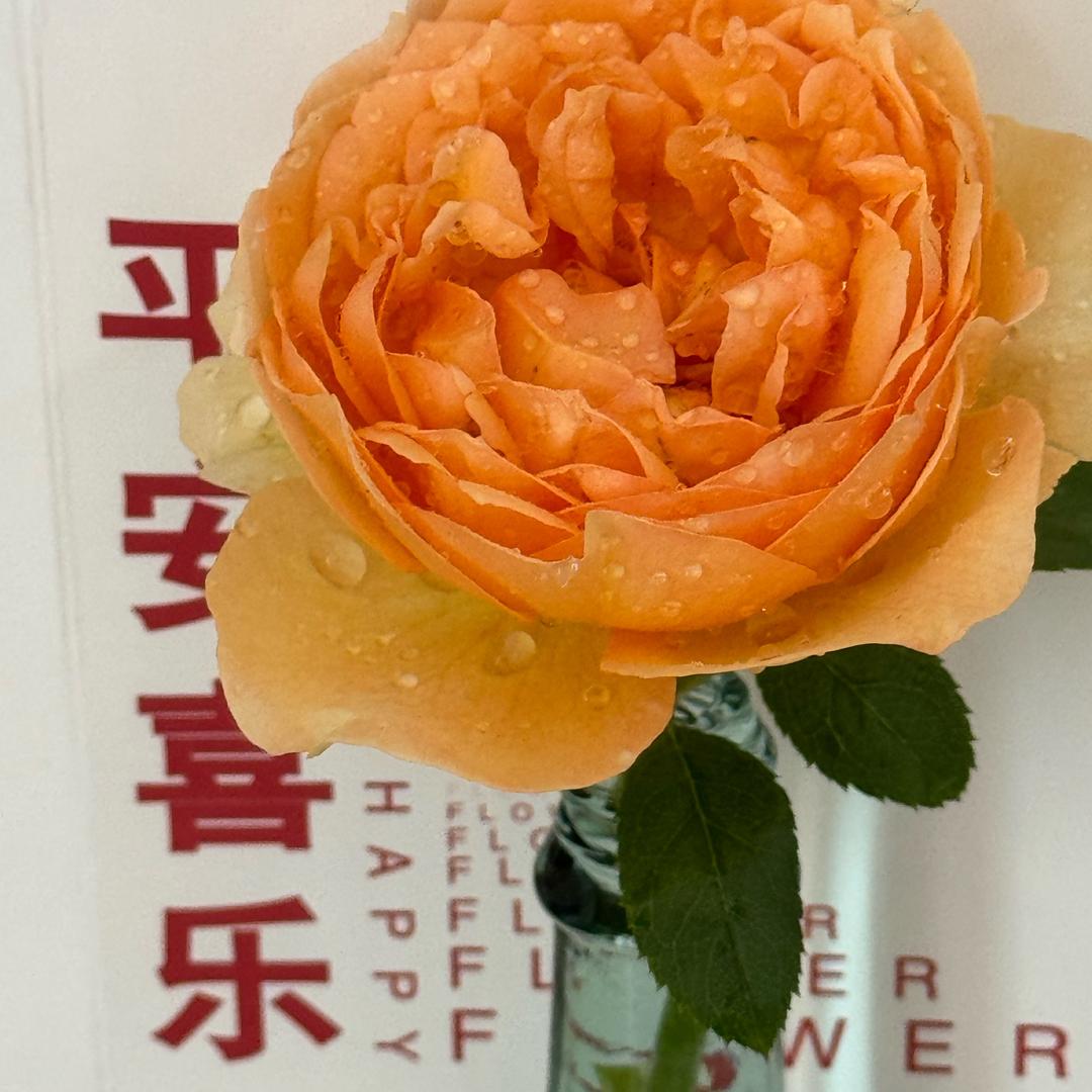 🌻语