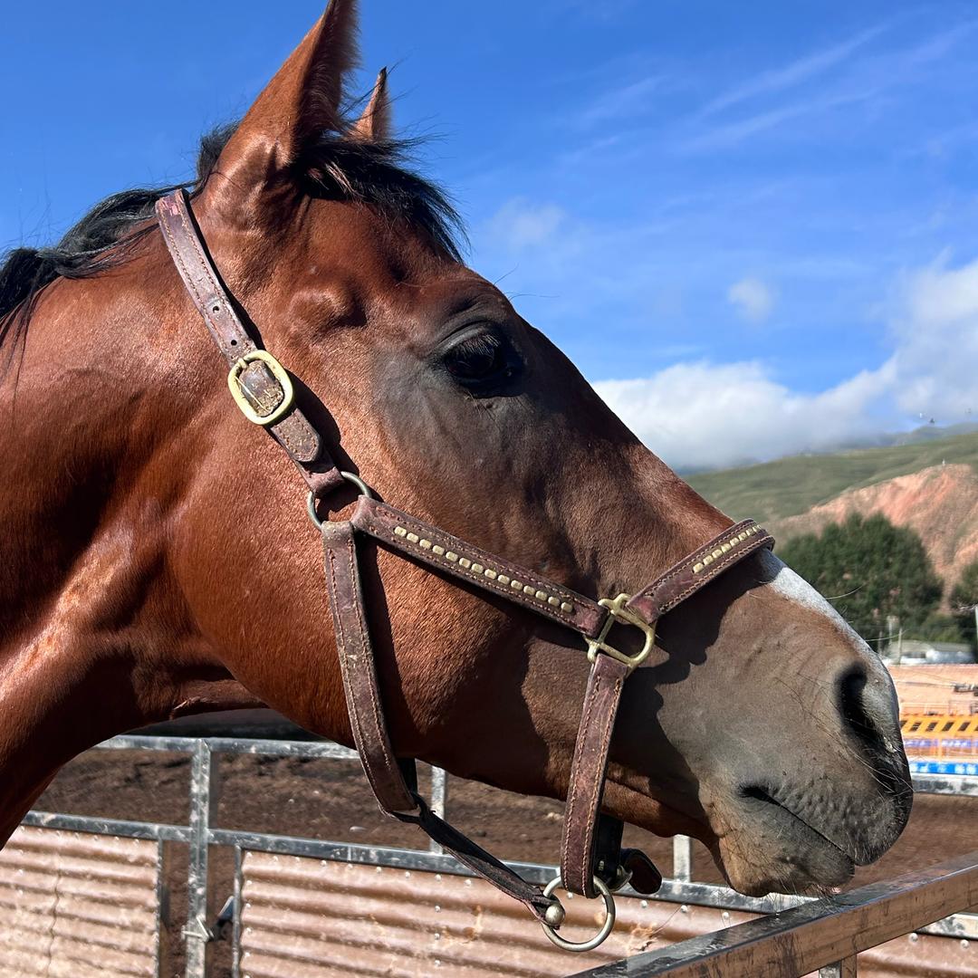 高原繁育优骏🐎