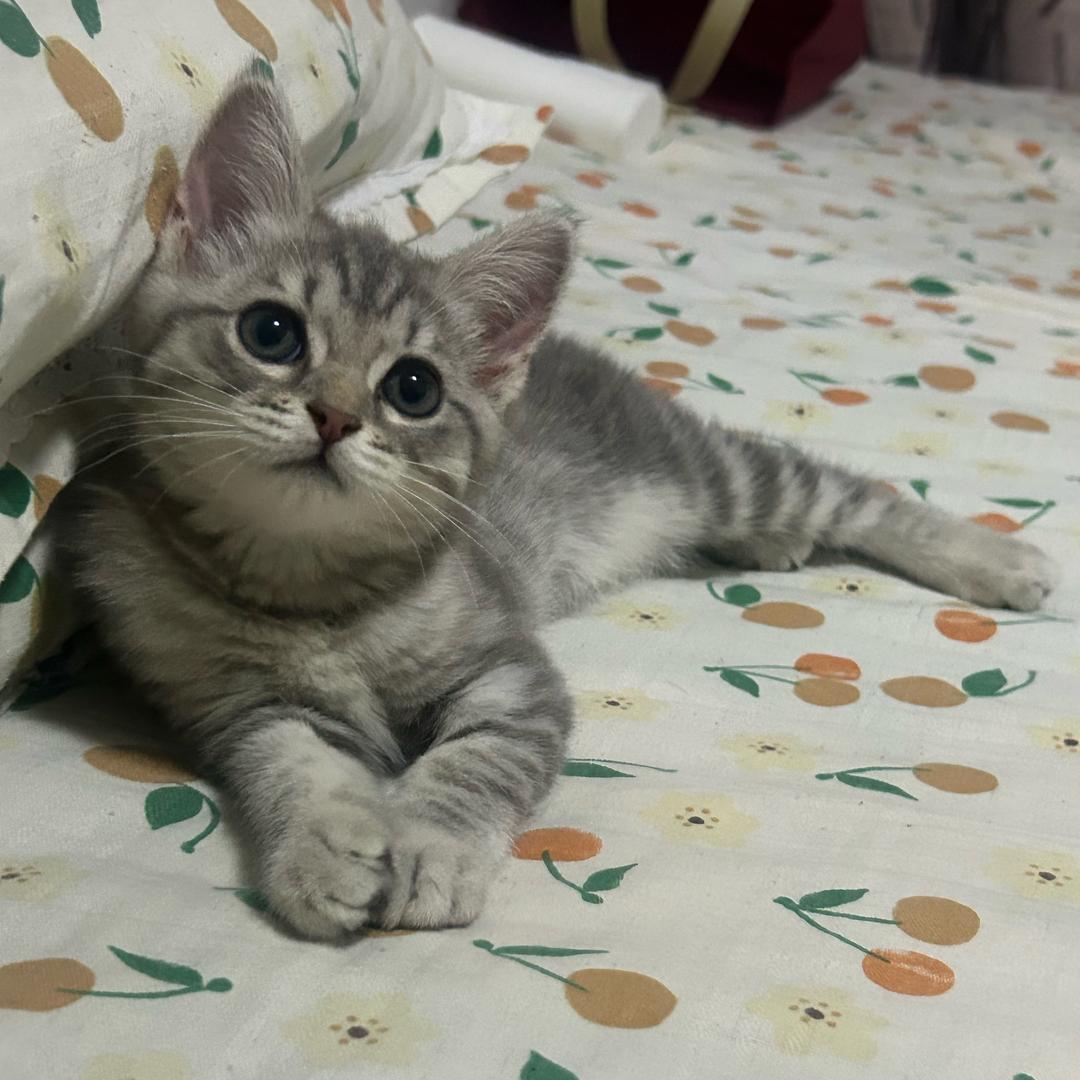 爱吃糯米藕的小懒猫🐱