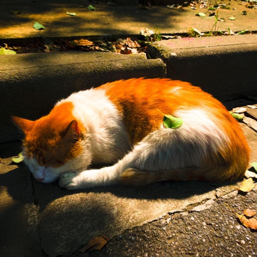 心想事🍊