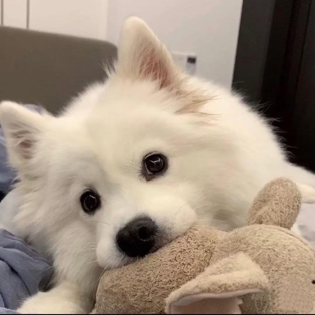 梨小丸