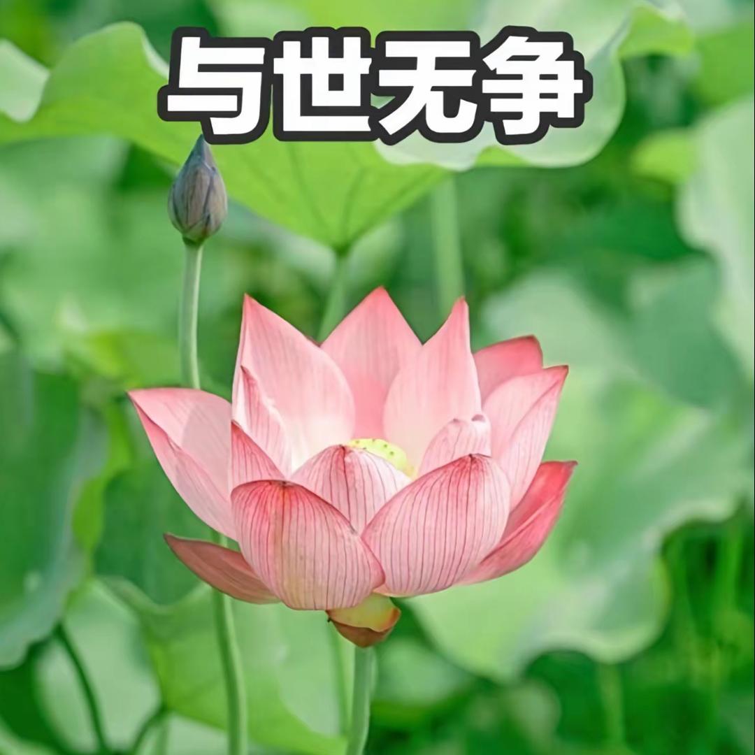 🌺花开 富贵🪴