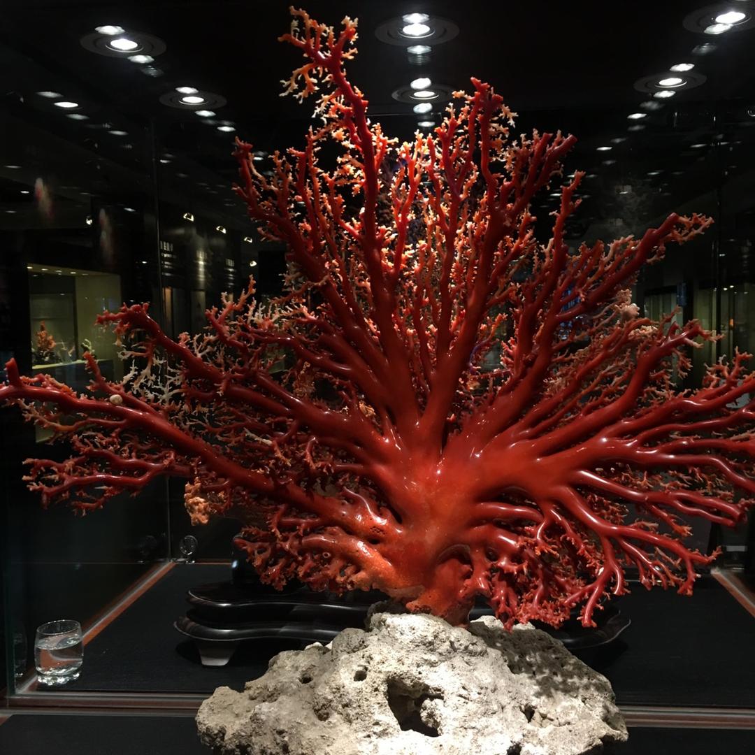 珊福珠宝·珊瑚