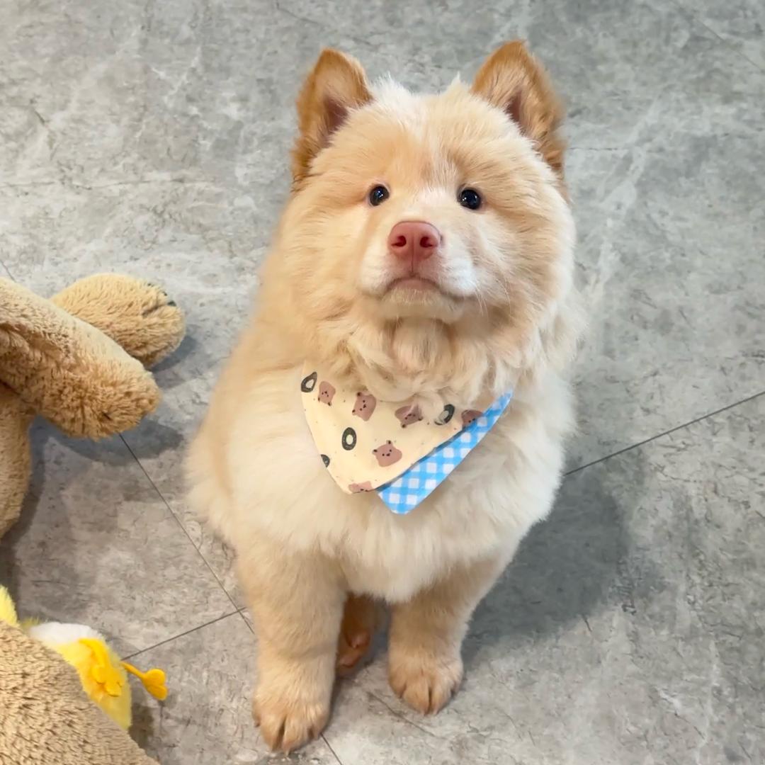 小吱和熊仔(日常版)