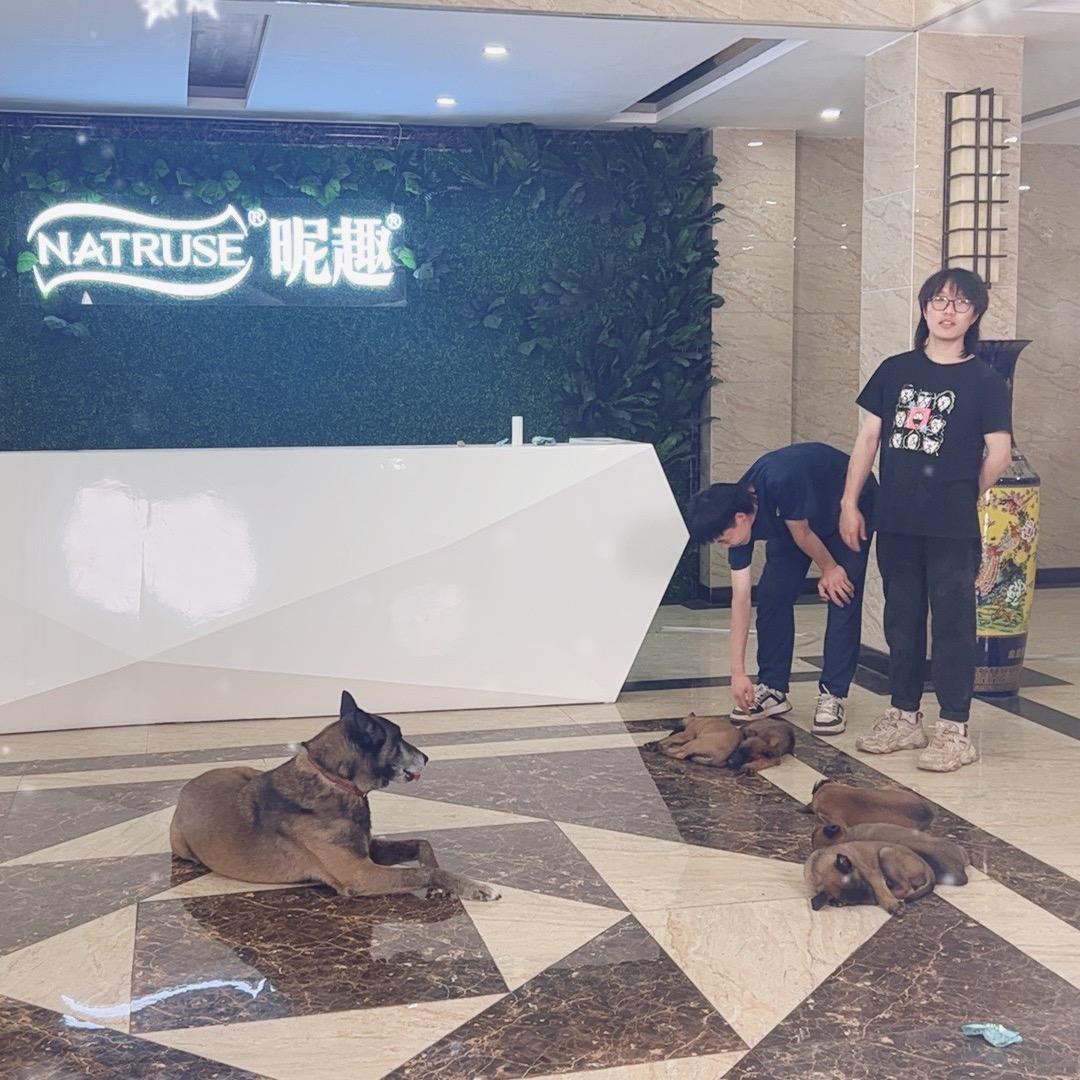 狗狗训练晚自习