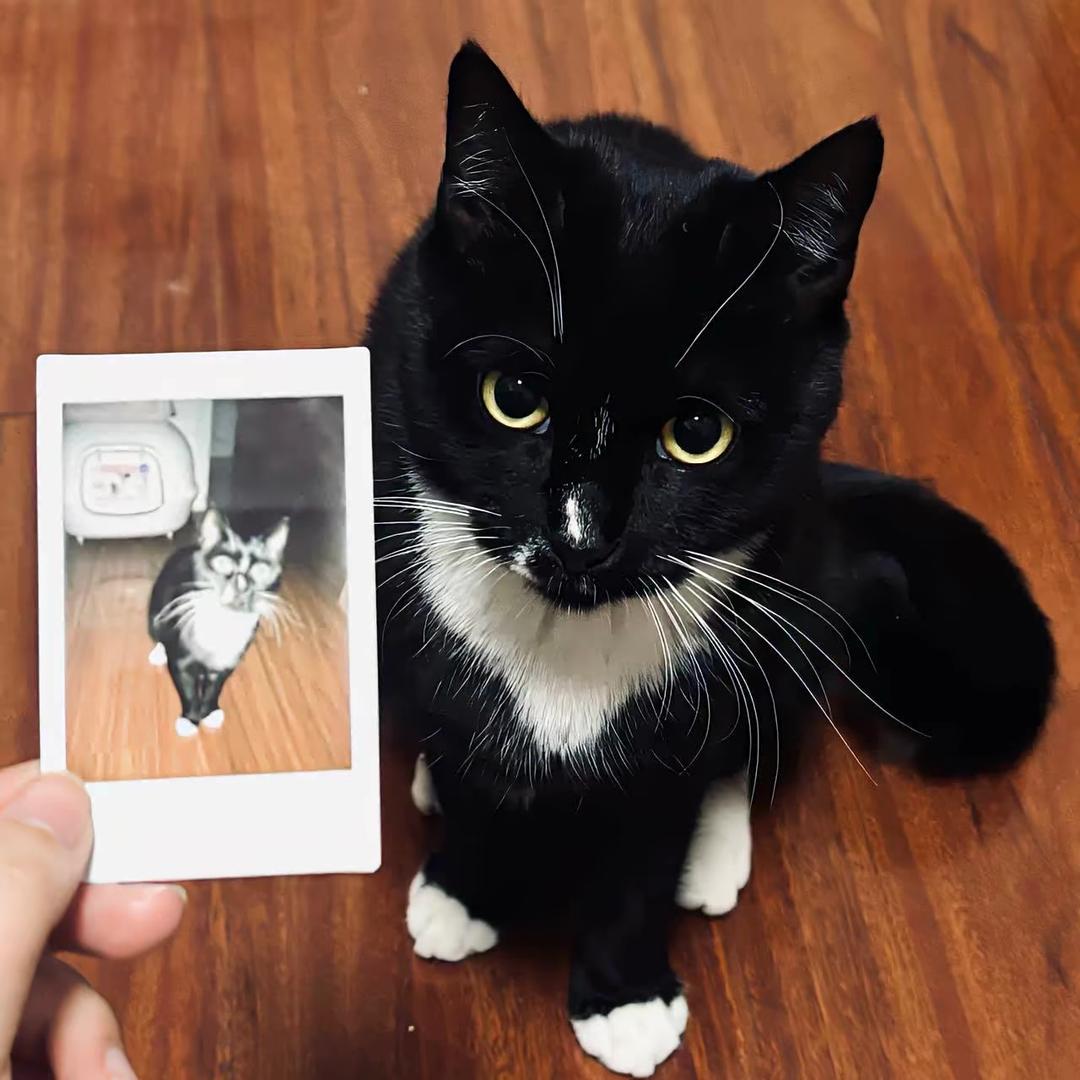 Asuka（鸣潮代肝）