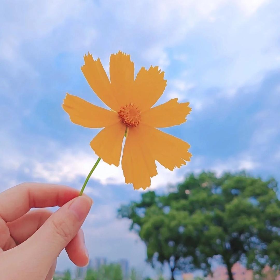 抹茶味的柚子糖🍬