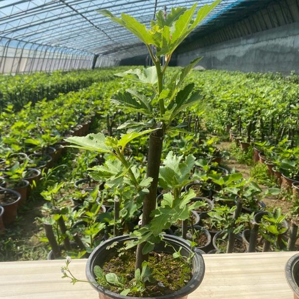 千封金刀兔果树苗木专卖店