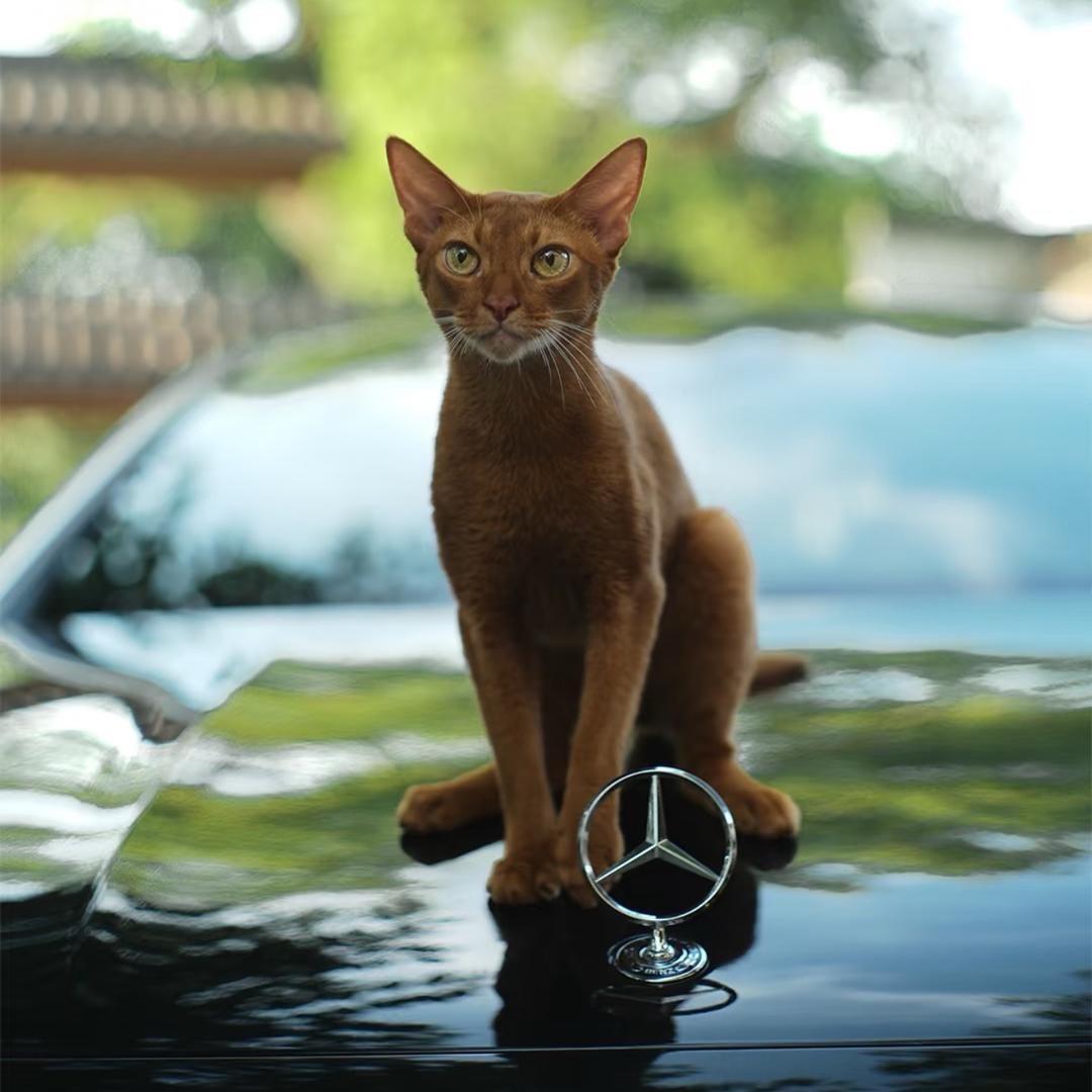 二手精品车_张张