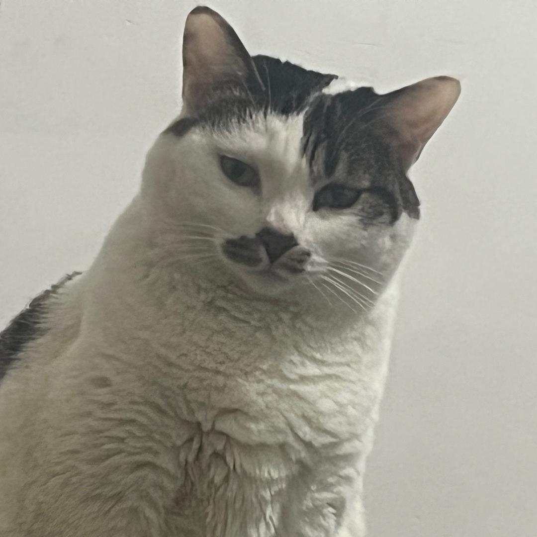 王皮皮