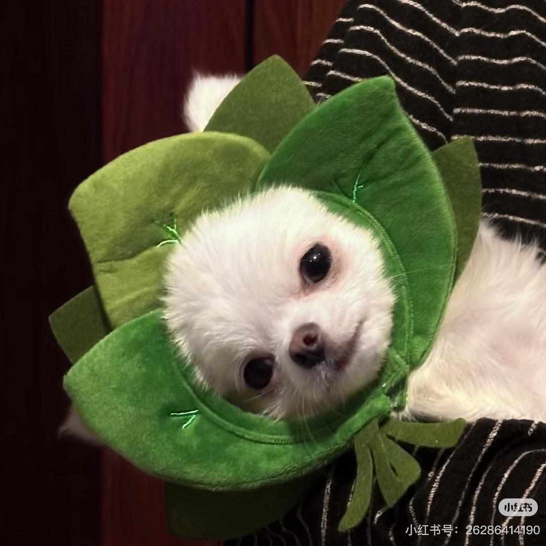 卖大豆的逗大姐