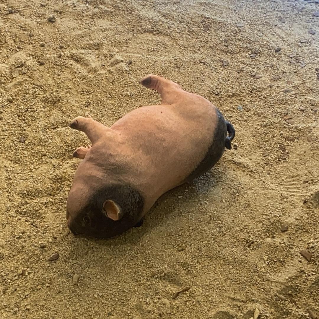 无敌派大星大王