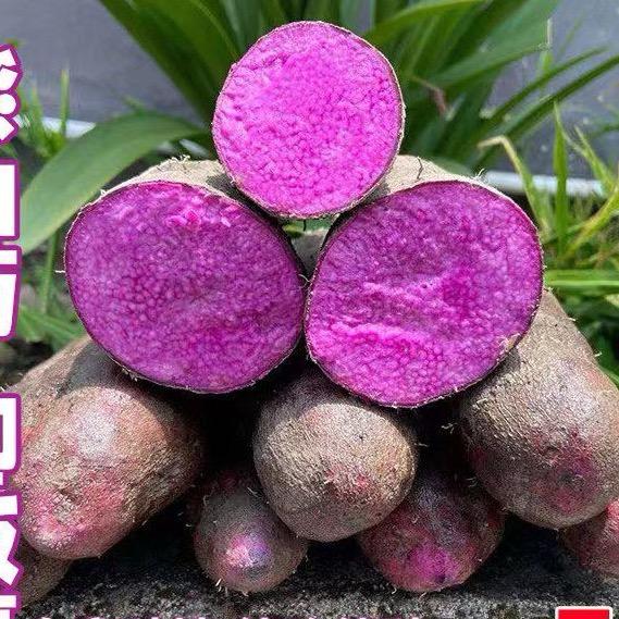 赣南农家高山紫山药