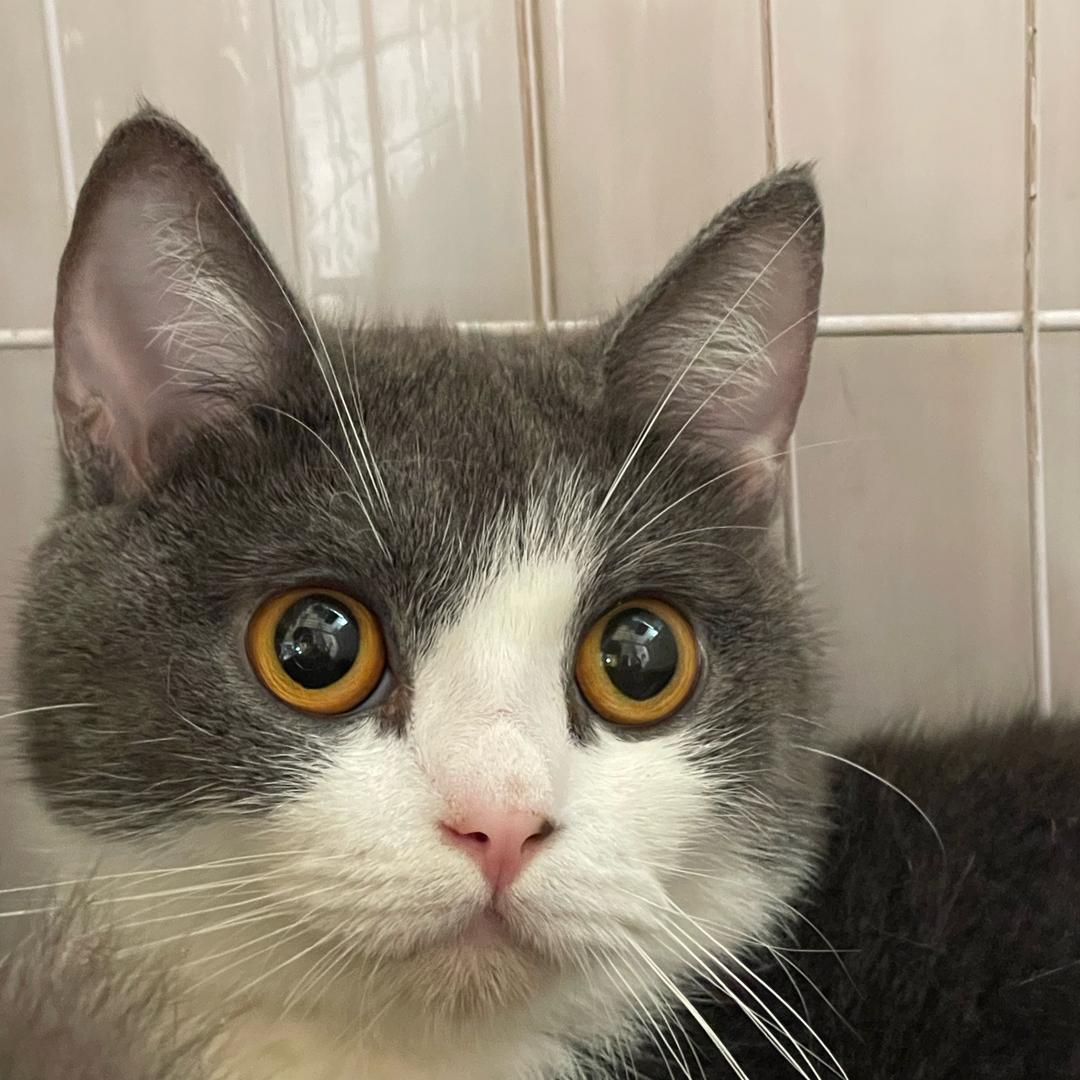 阿猫带你去钓鱼