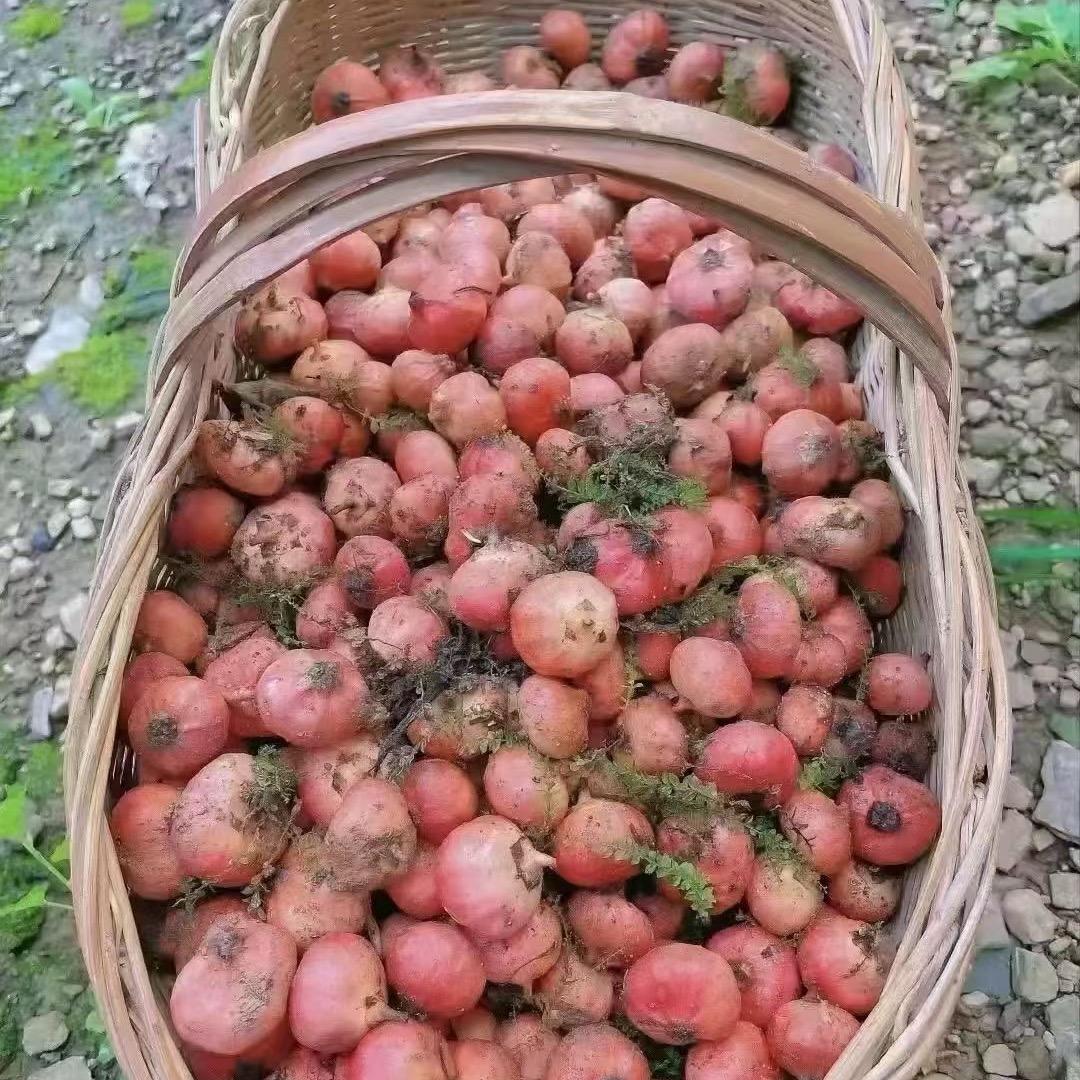 若毁一生