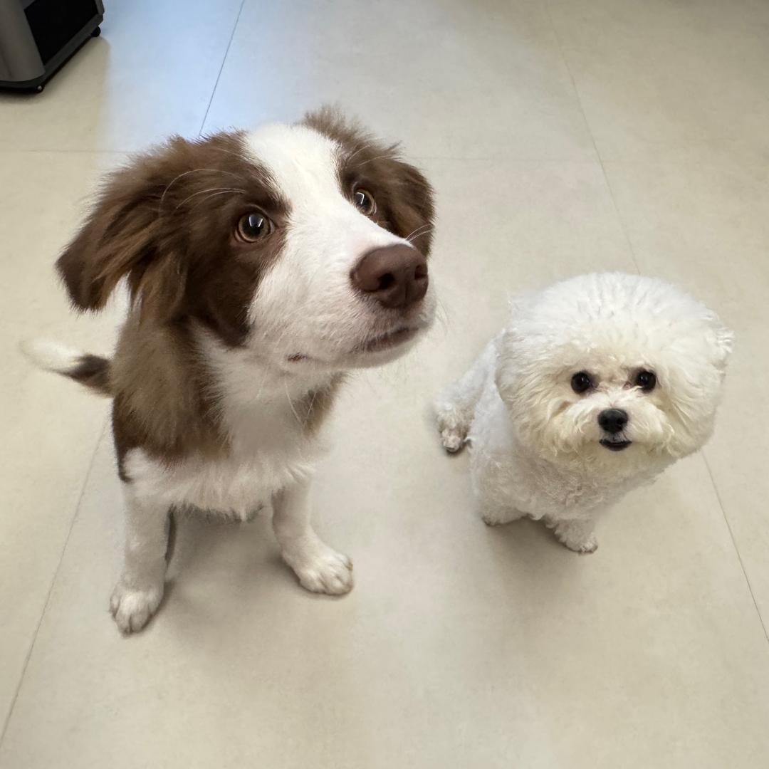 丸&蛋🐶