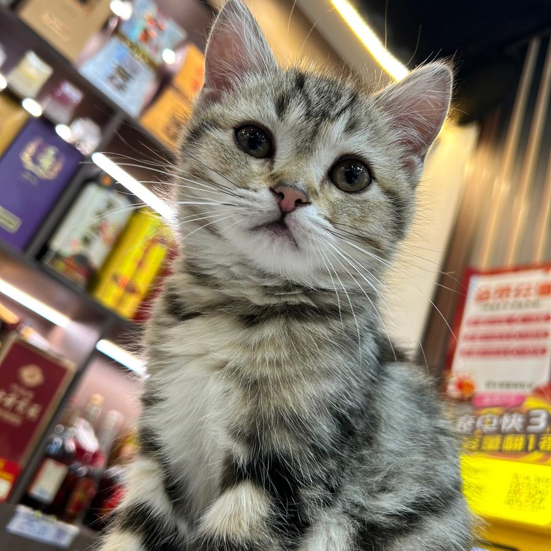 小哥中枪