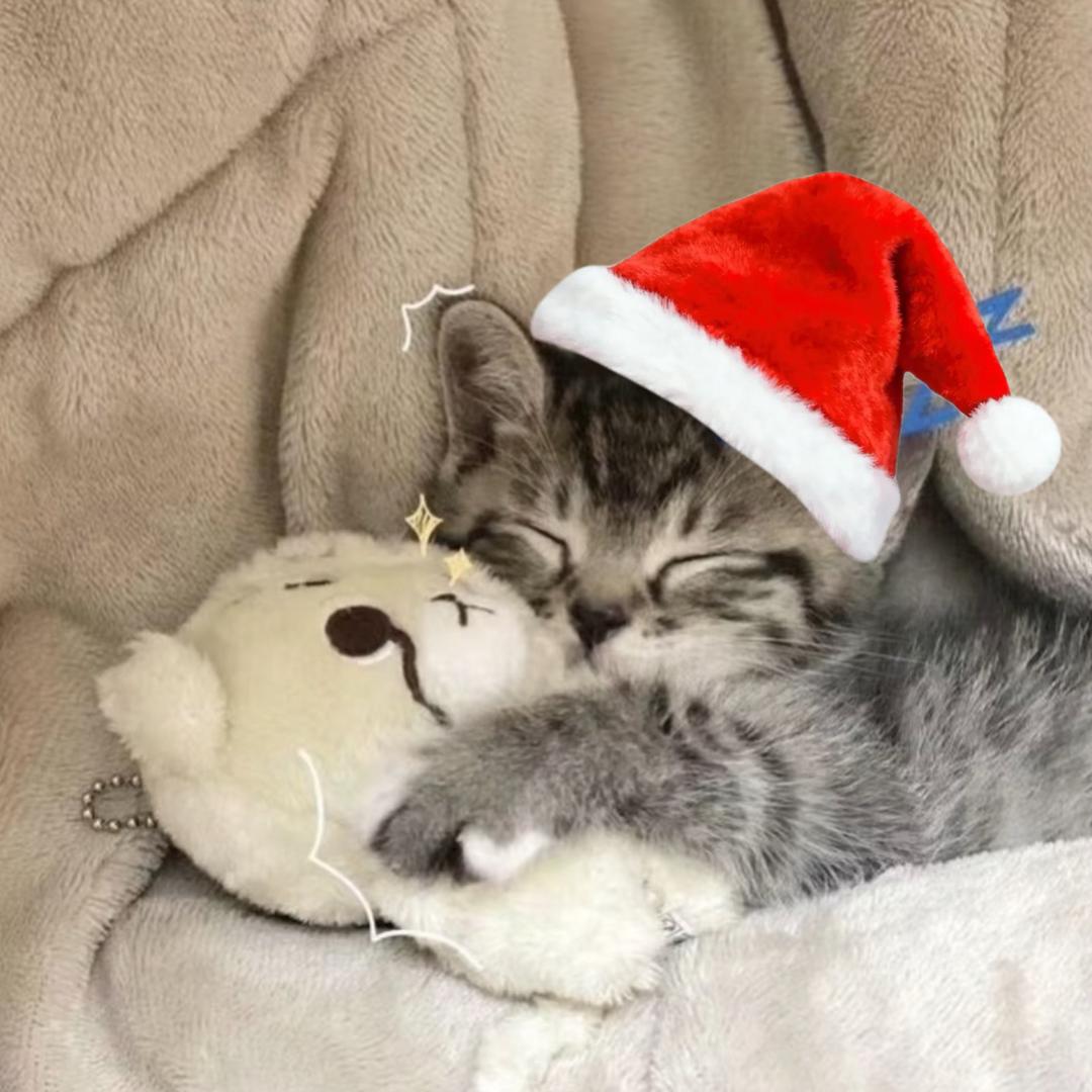 Starry星☡zᶻ ⌁