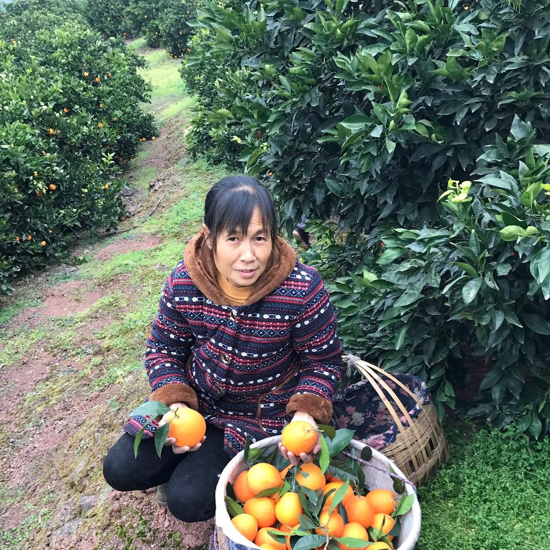 罗大姐水果种植