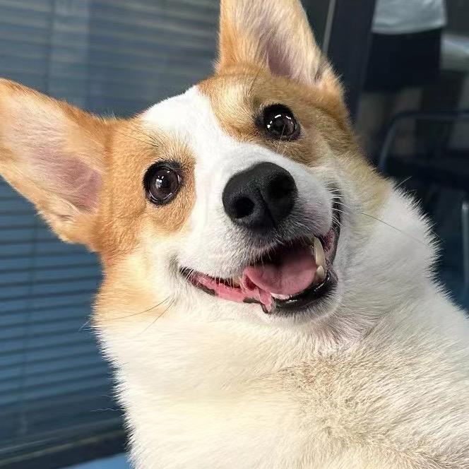 爆米花味的柯猪