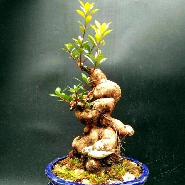 红兴源花卉店