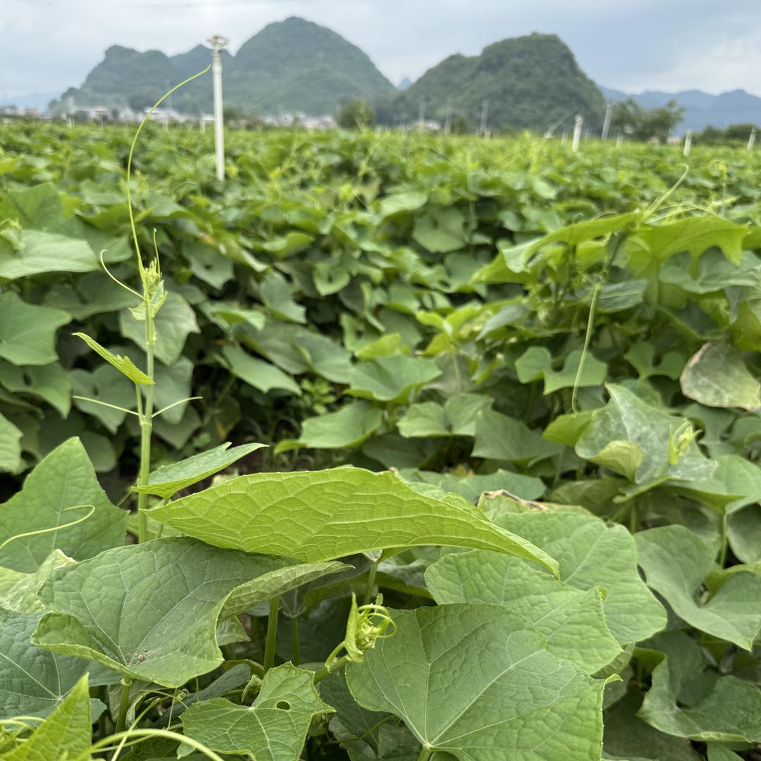 普定县乡下者特产店
