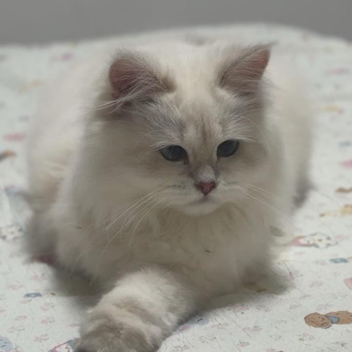 晚晚是只猫🐱