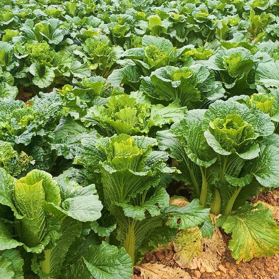 株洲麻石，地铺石，PC砖厂家直销