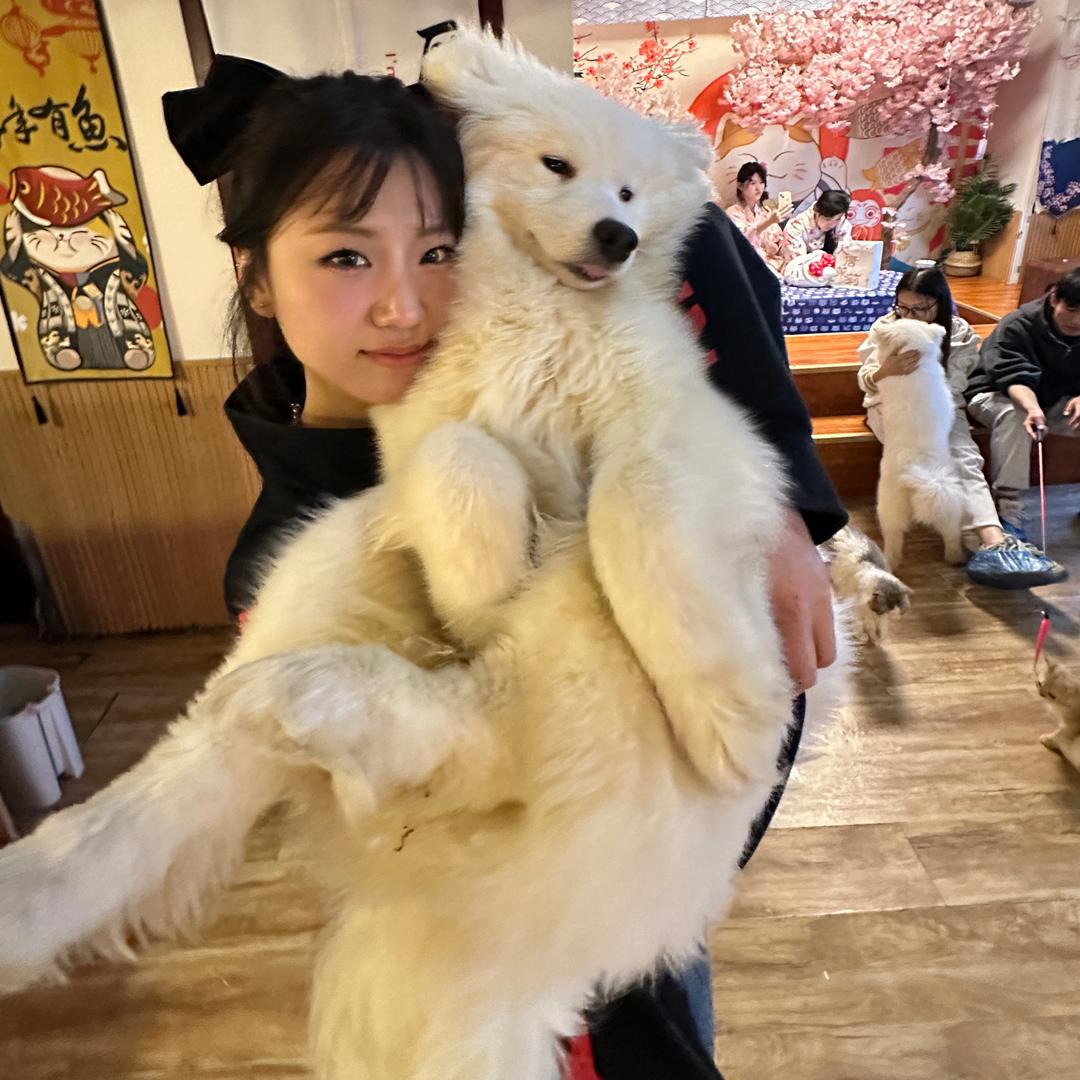 想要一只萨摩耶