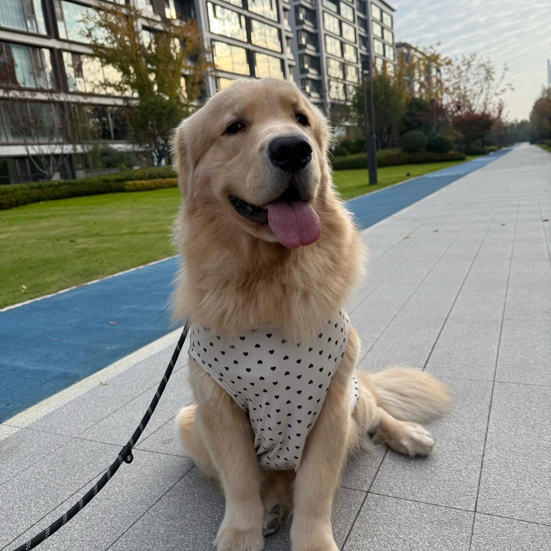 多多多多多呀
