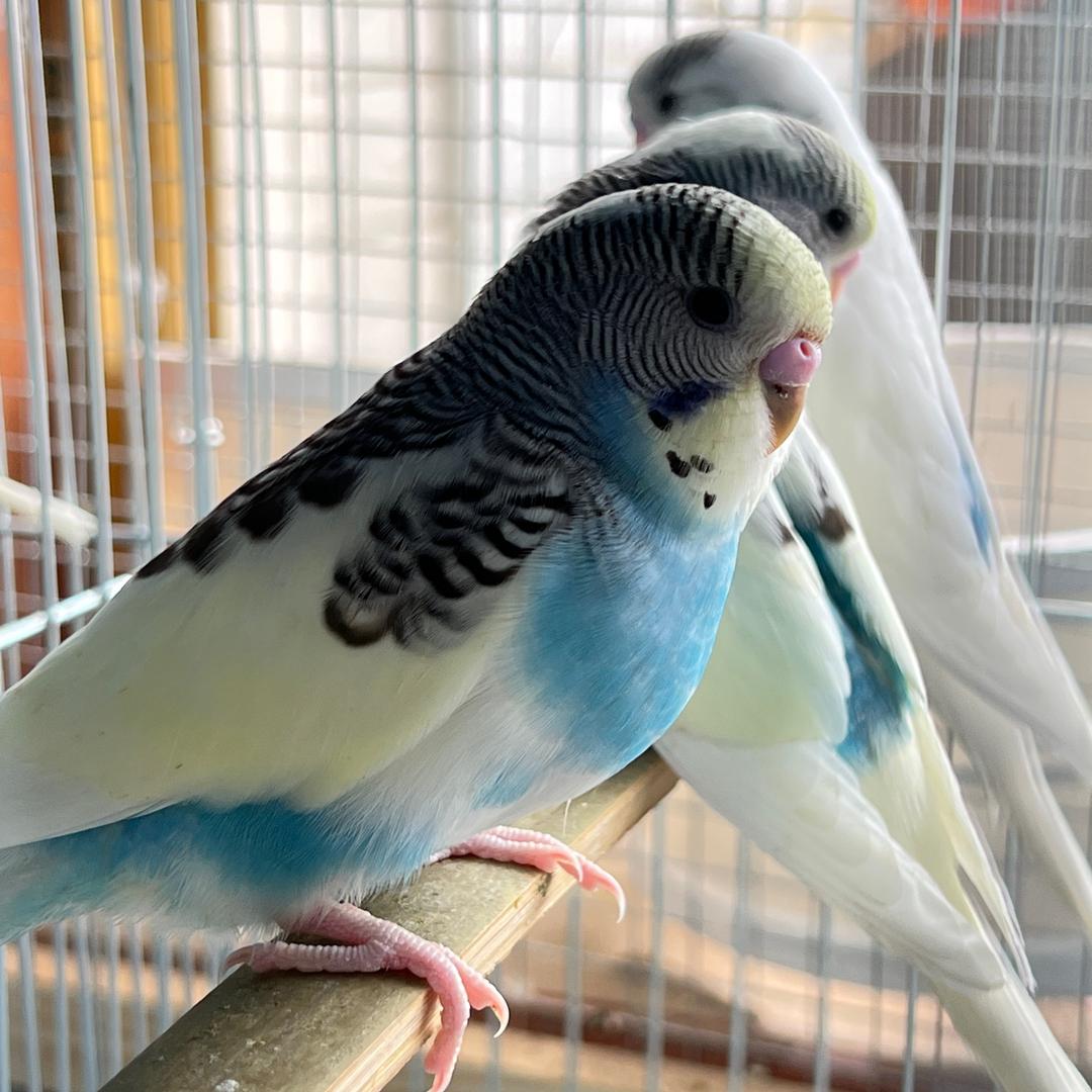 草根厨子养鸟的一天