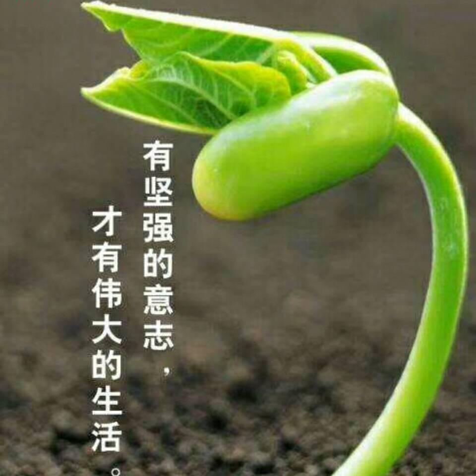 《红安刘》