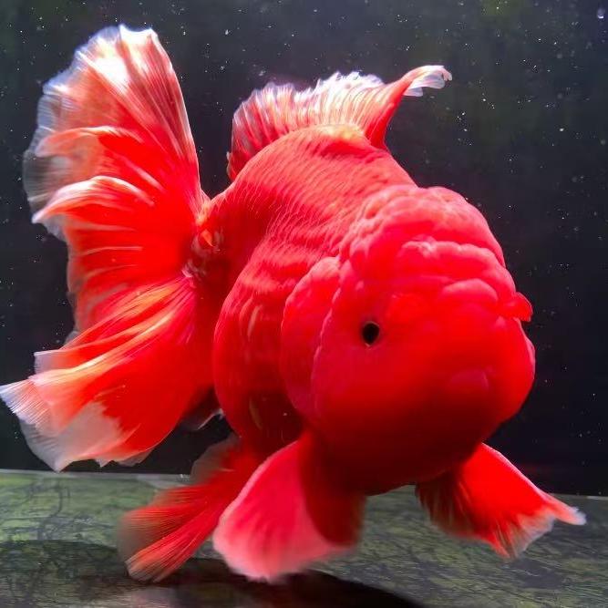 澜庭鱼舍精品观赏鱼