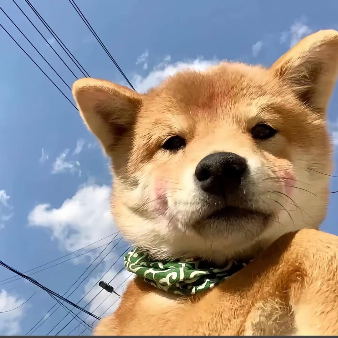 高手不会飞🐒