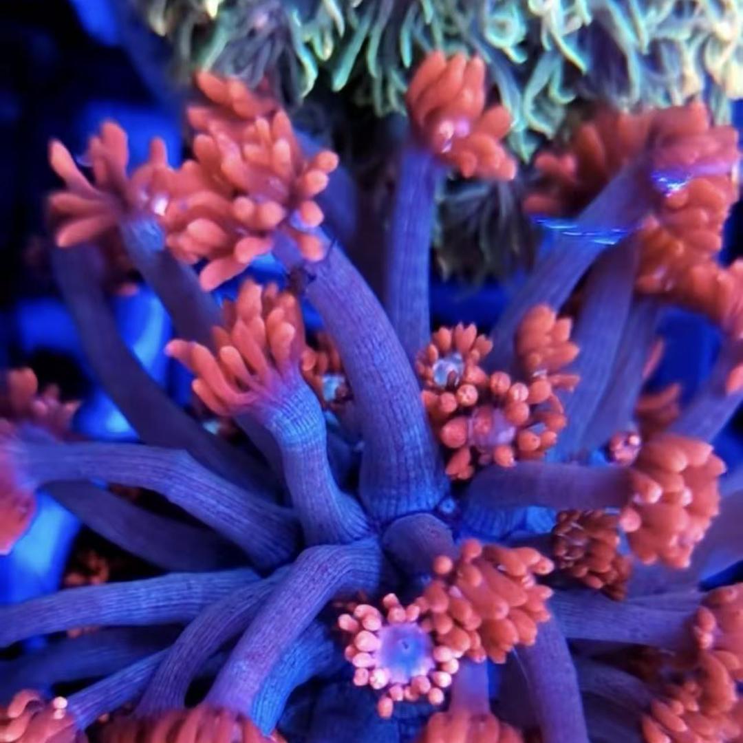 梦幻珊瑚海洋海缸