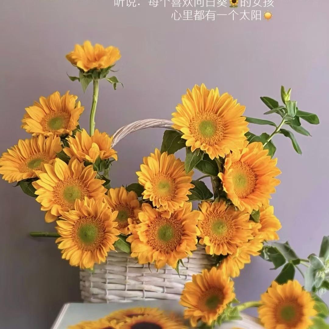 阿阳植保
