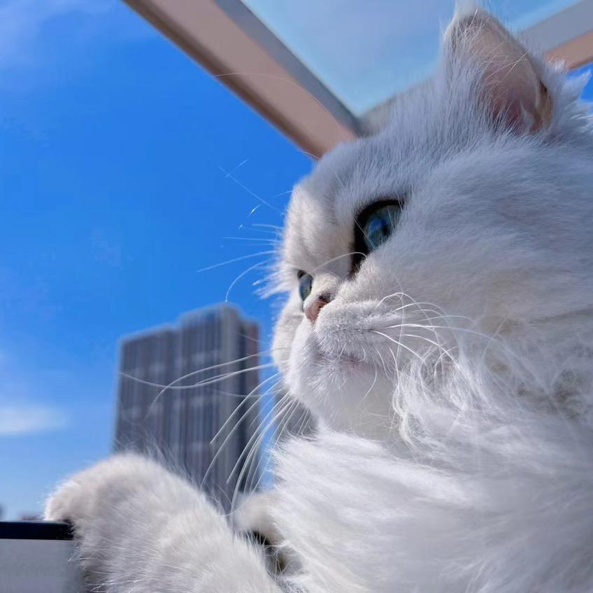 房东家的猫