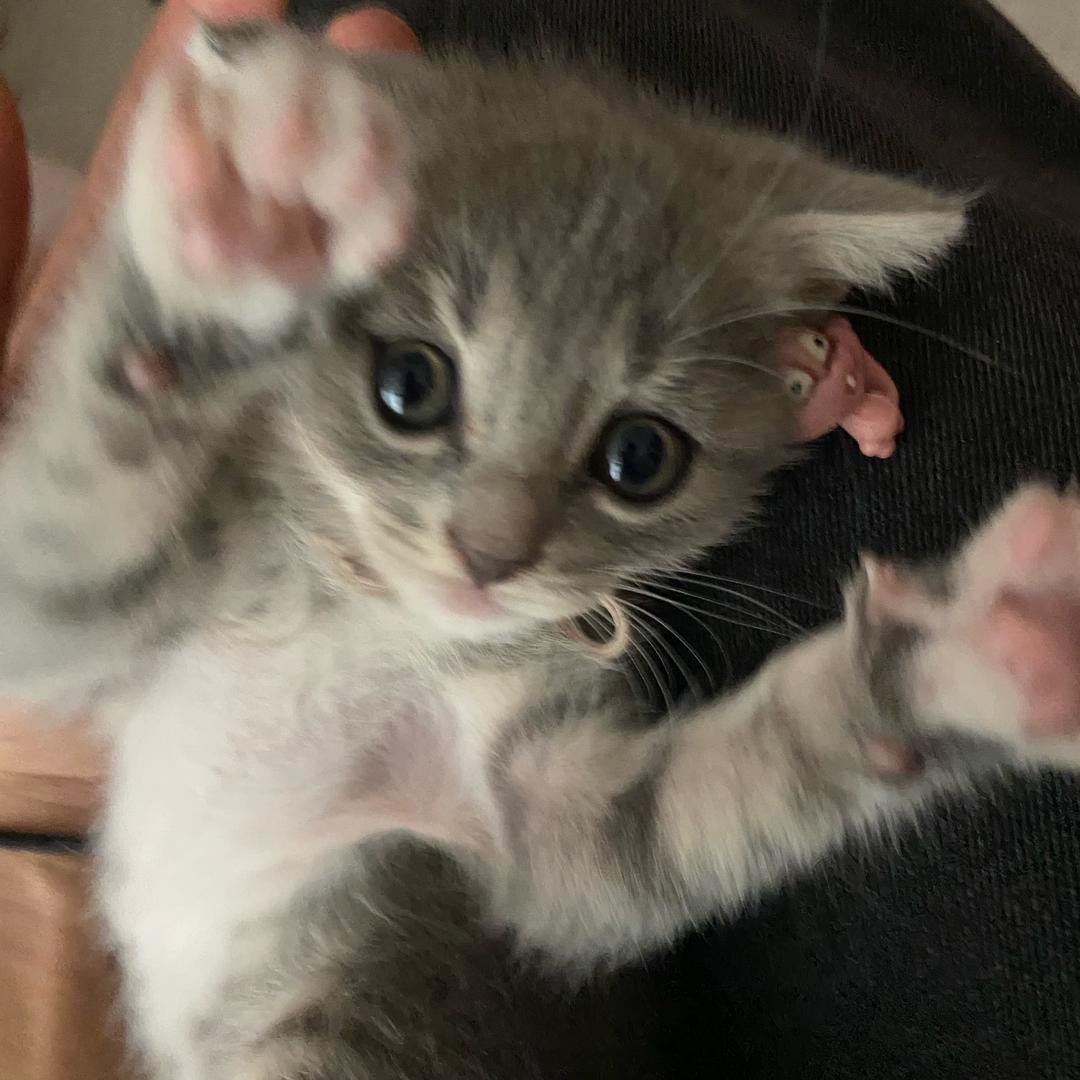 六一是只猫🐱
