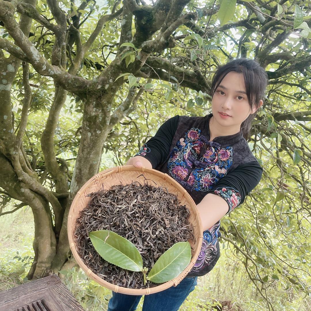 临沧老金叶茶业