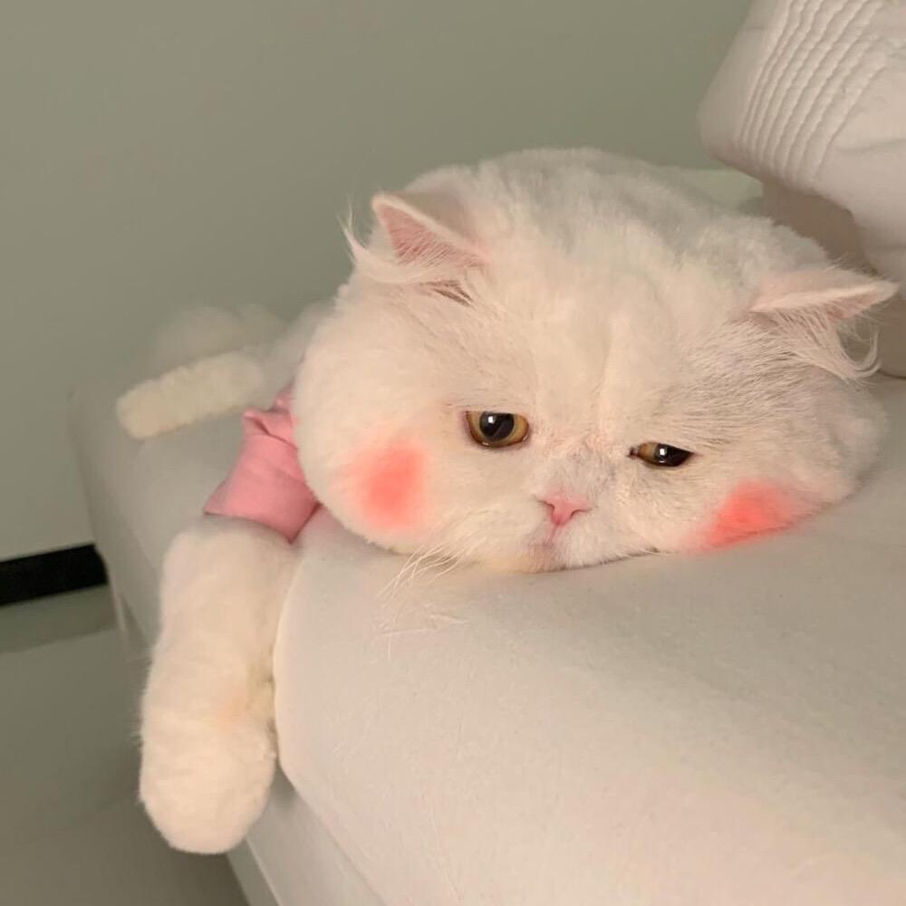 冰镇水蜜桃🍑（夏日版本）