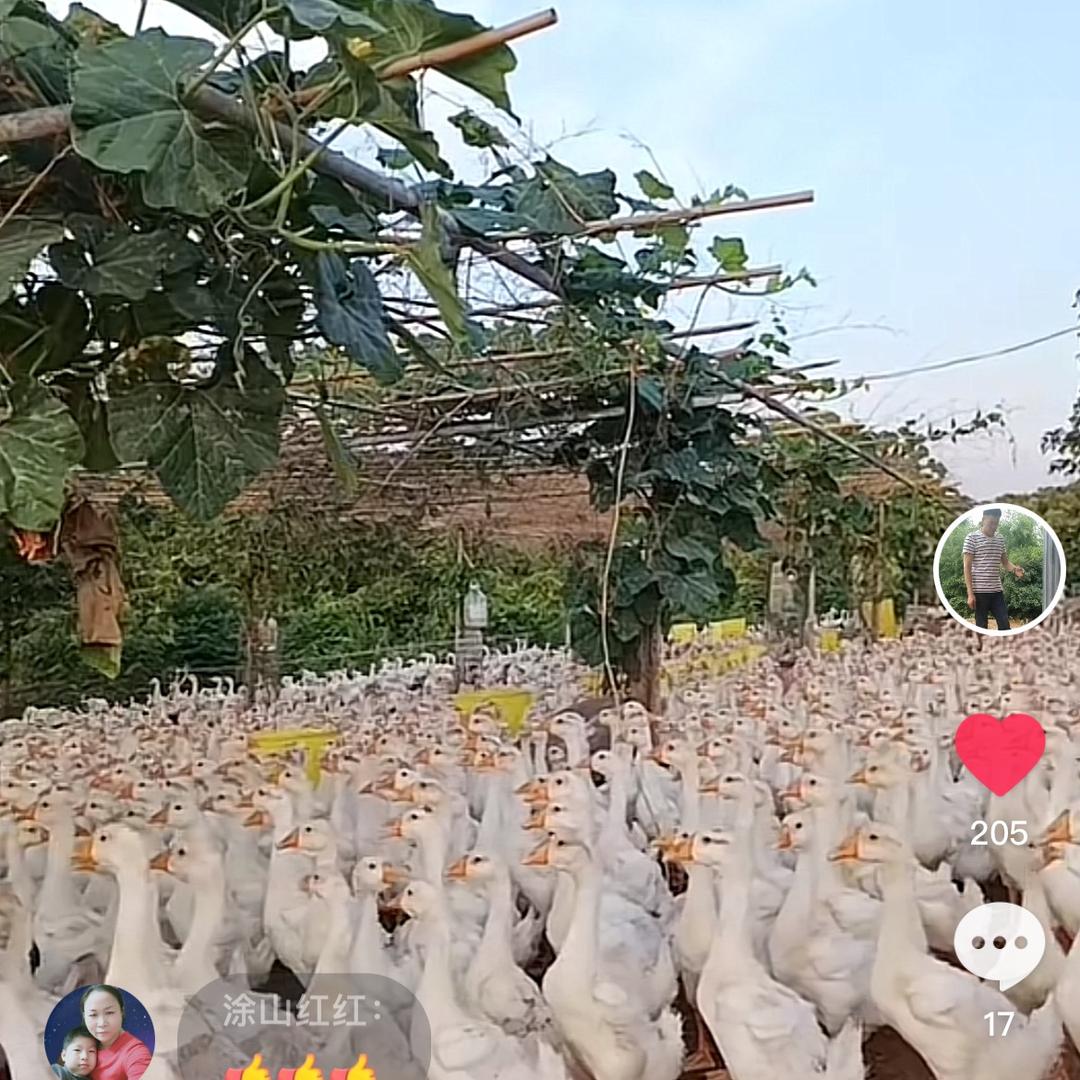 隆鸣鹅业🌈祁东县