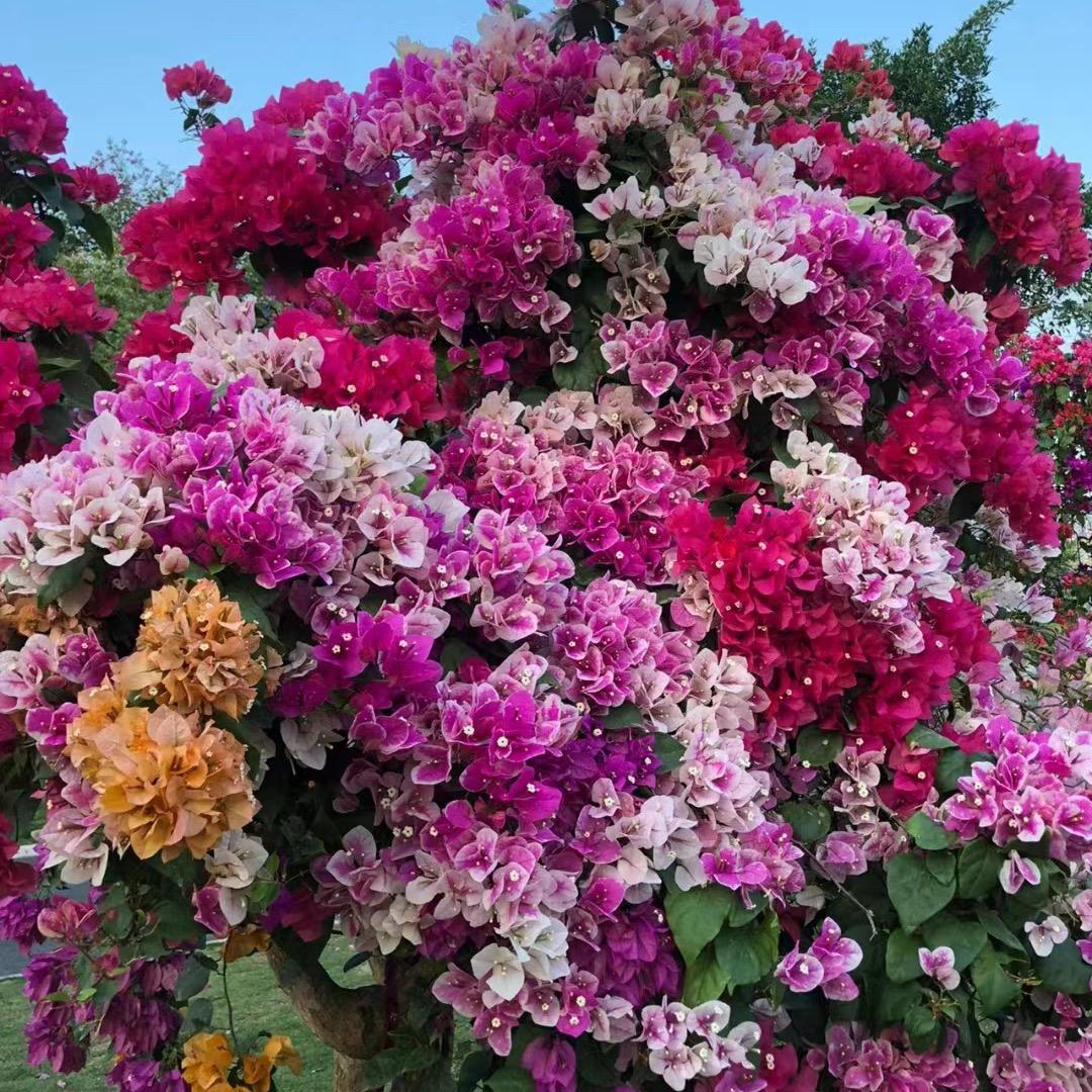 玄雅花阁