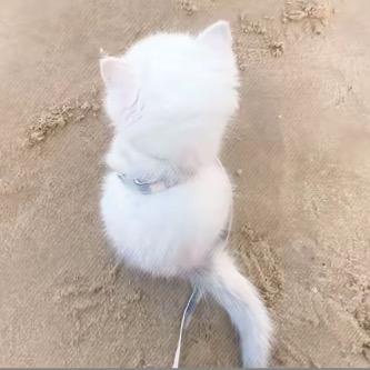 猫猫头