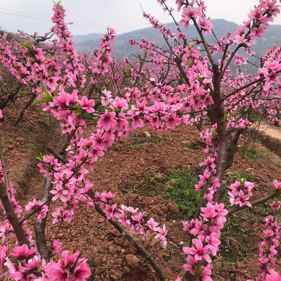 天王盖地胡