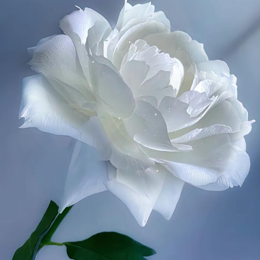 白玫瑰🌹