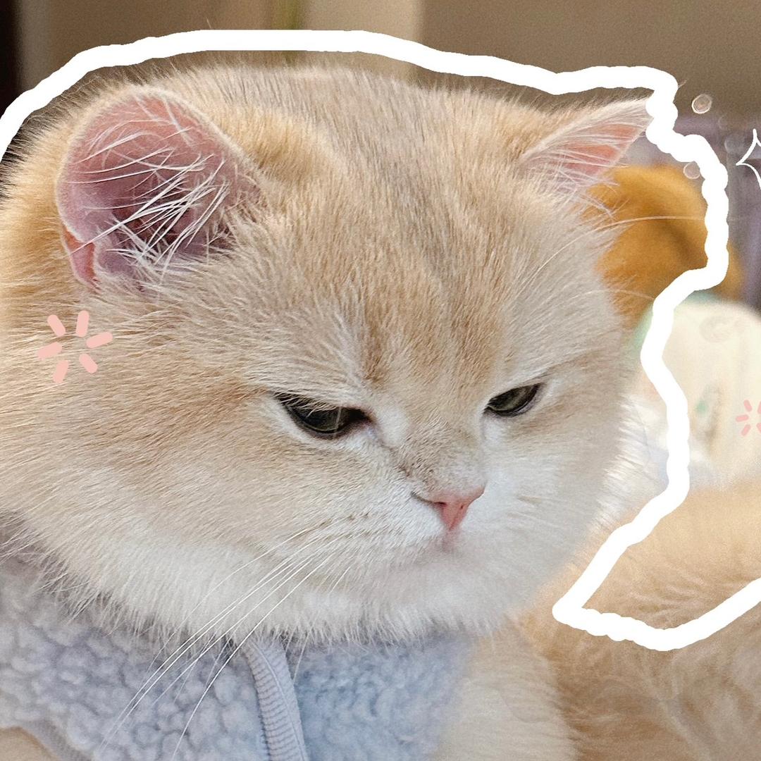 詹詹的猫