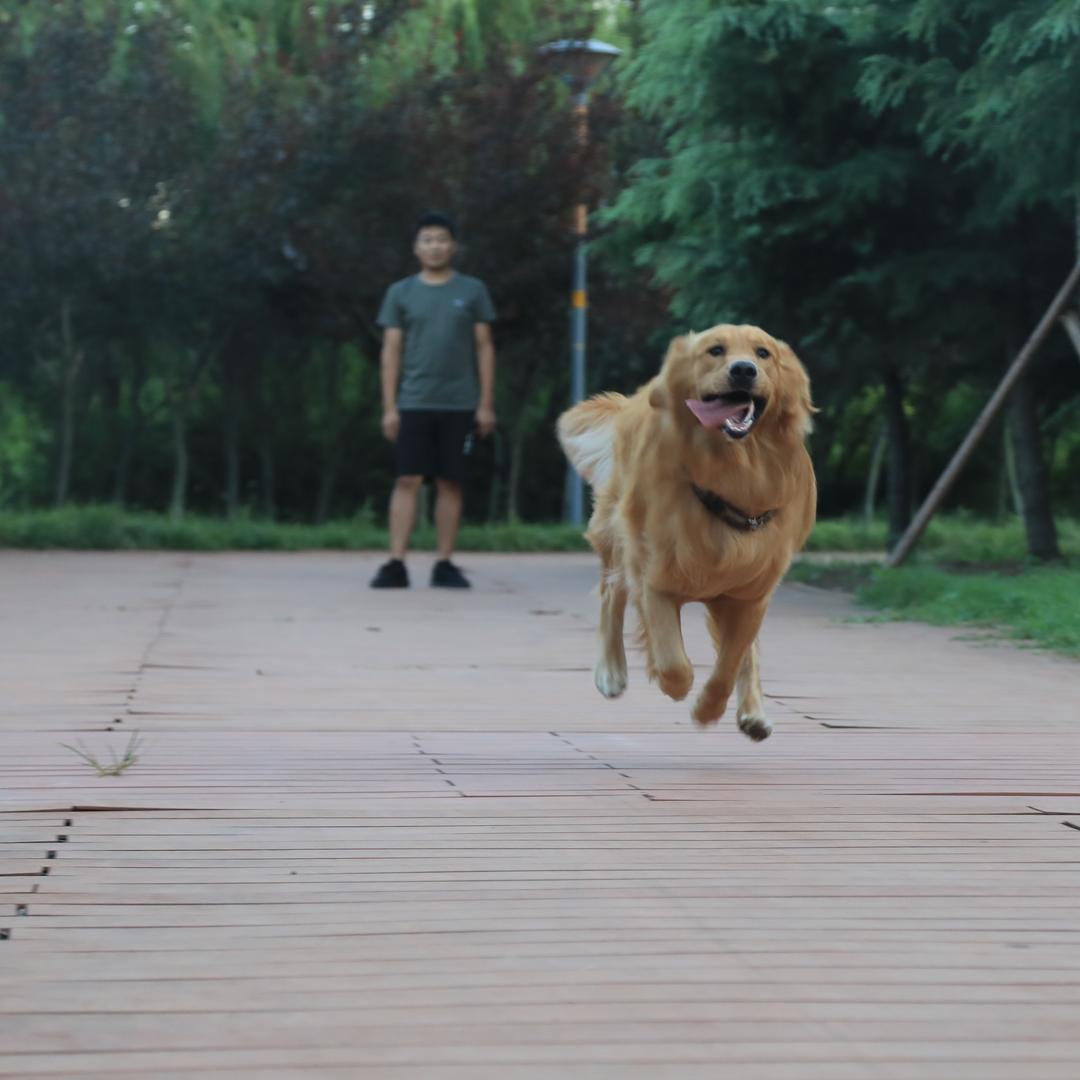 修猫修狗的小刘