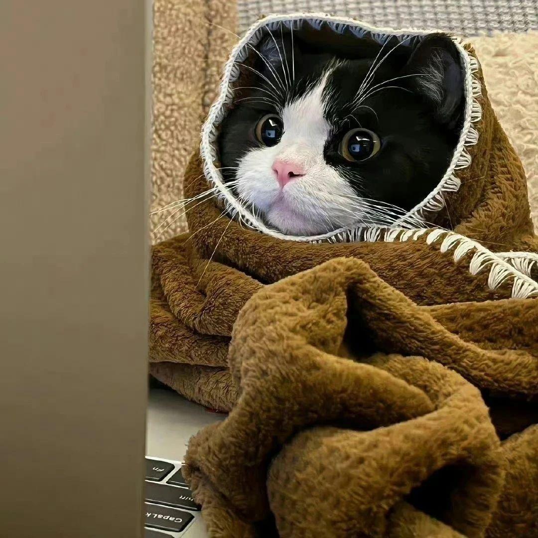 小猫爱睡觉