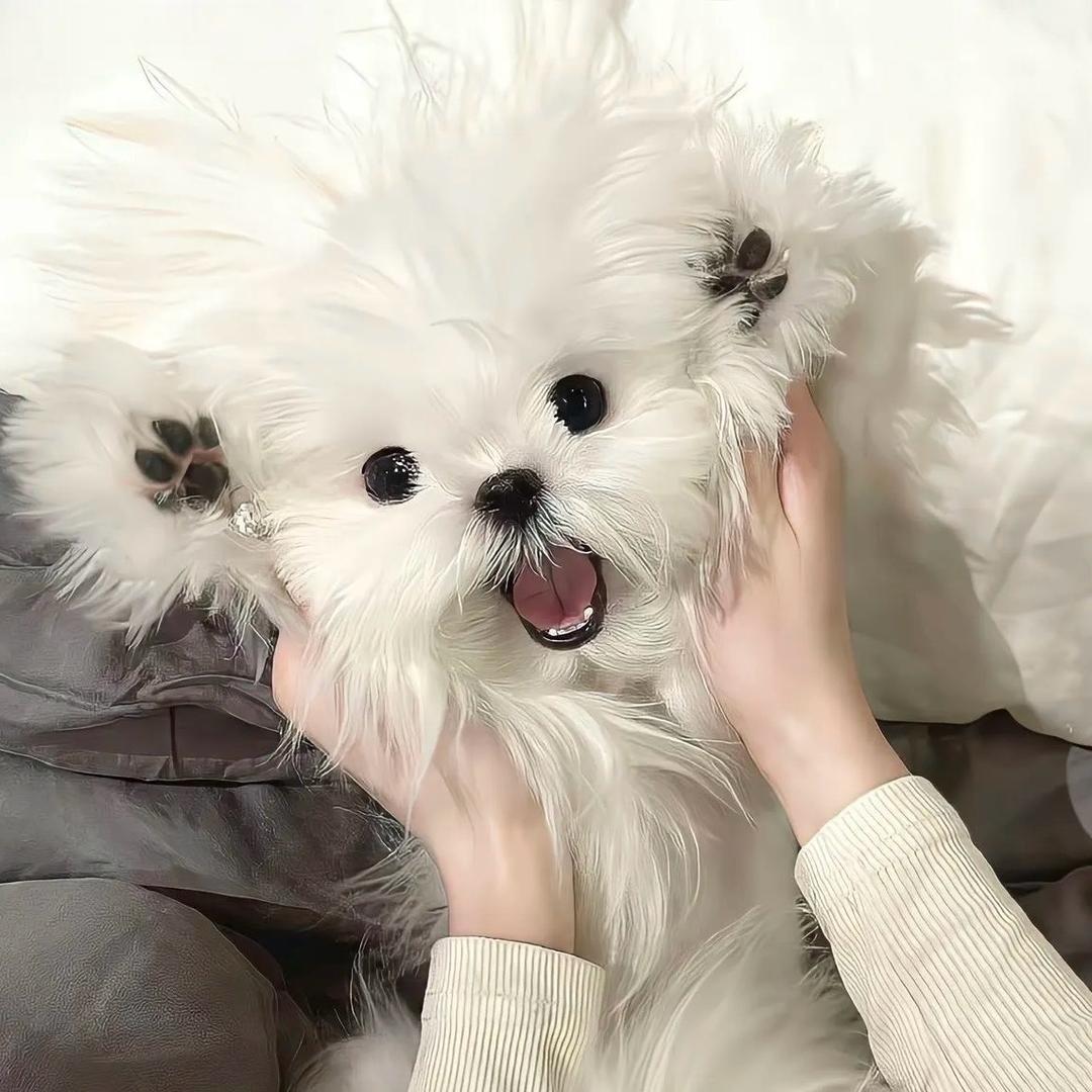 仙女呀？