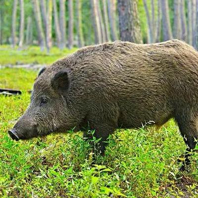 广西野猪繁殖基地